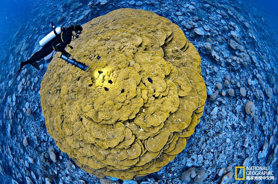 金曼礁國家紀念區(qū)，太平洋攝影：Brian Skerry，國家地理創(chuàng)意版