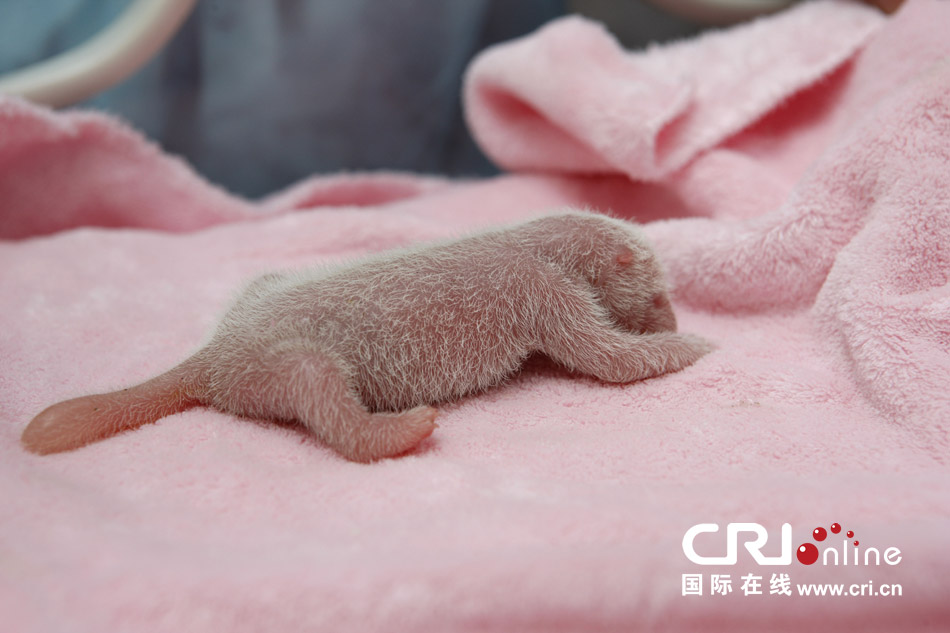 2013年7月11日，成都大熊貓繁育研究基地月亮產(chǎn)房，新生大熊貓寶寶在育嬰箱里憨態(tài)可掬。