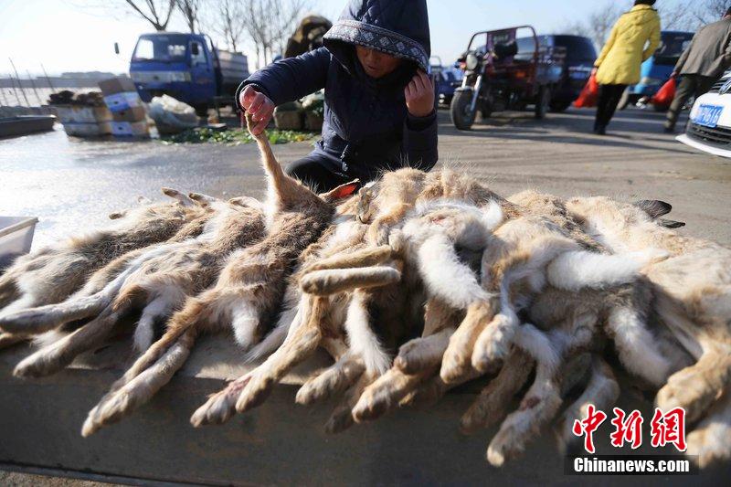 圖為12月14日，104國(guó)道靜?？h城附近，家養(yǎng)的大雁和野鴨被擺在一起售賣(mài)。田寶希 攝 圖片來(lái)源：CF