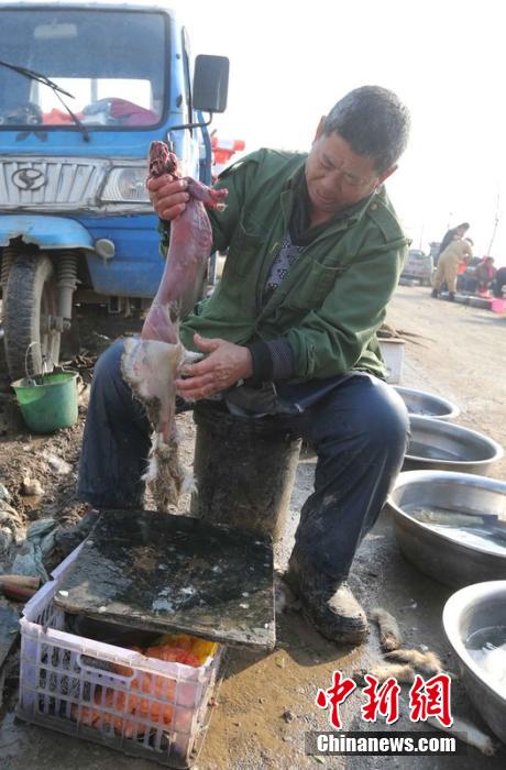 圖為12月1日，104國(guó)道靜?？h城附近，顧客挑好后，商販拎著死兔將皮完整地扒下來(lái)。田寶希 攝 圖片來(lái)