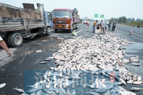 貨車翻,魚滿地。