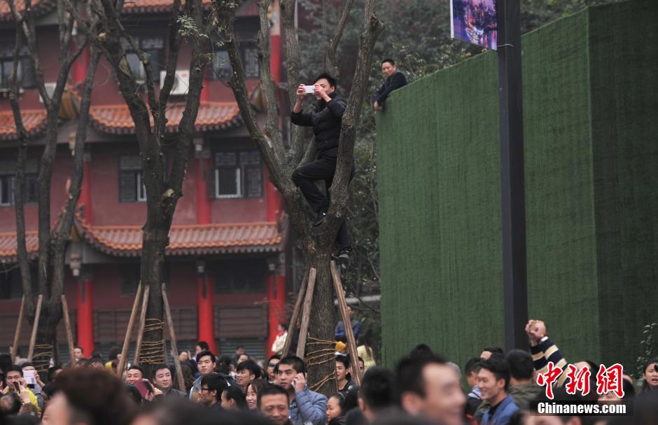重慶一市民為占據(jù)有利位置，爬上銀杏樹觀看自己喜歡的明星。