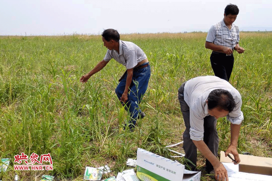 村民在撿拾散落的農(nóng)藥袋，身后是被毀的玉米。