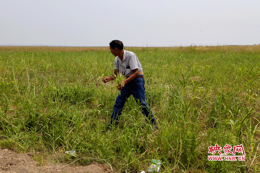 被農(nóng)藥摧毀的玉米。