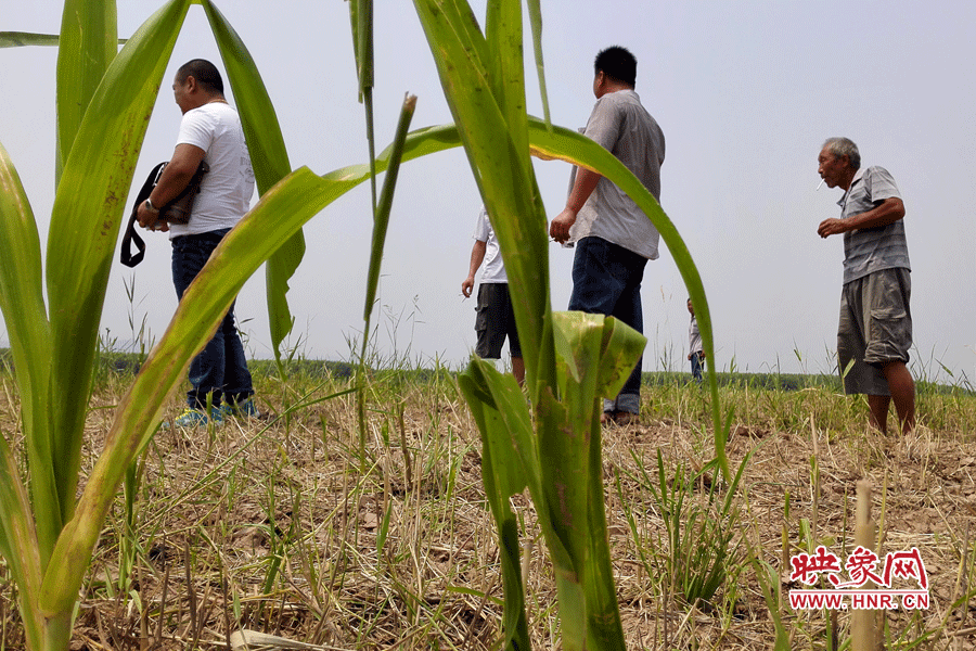耙過(guò)的玉米地殘留的玉米。