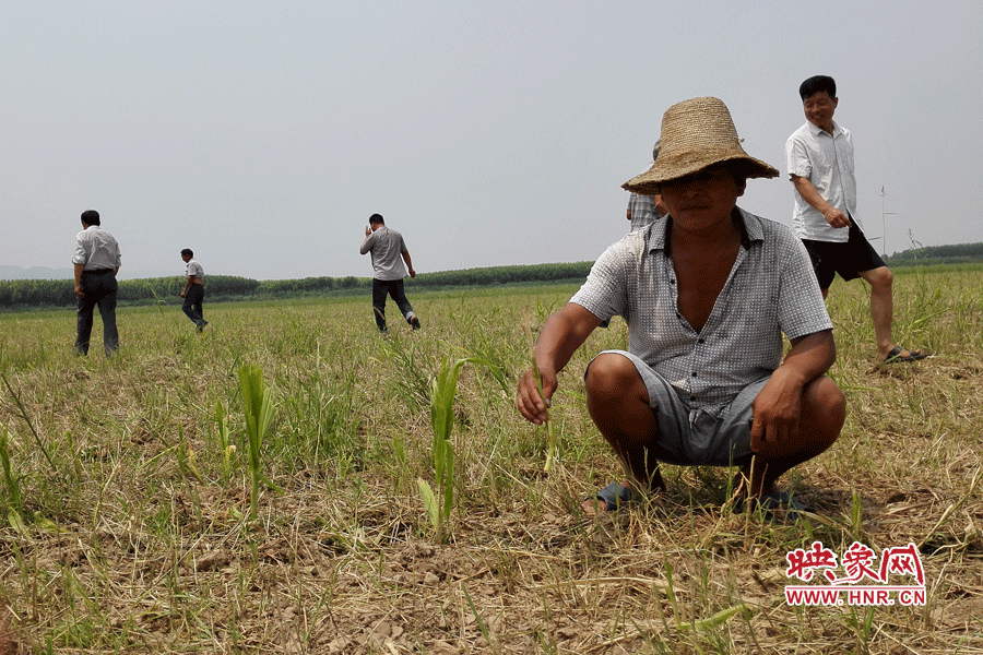 村民手捧殘留的玉米，欲哭無(wú)淚。