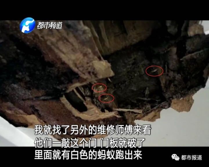蟻族大軍入侵！十幾萬裝修的新家被“吃掉”