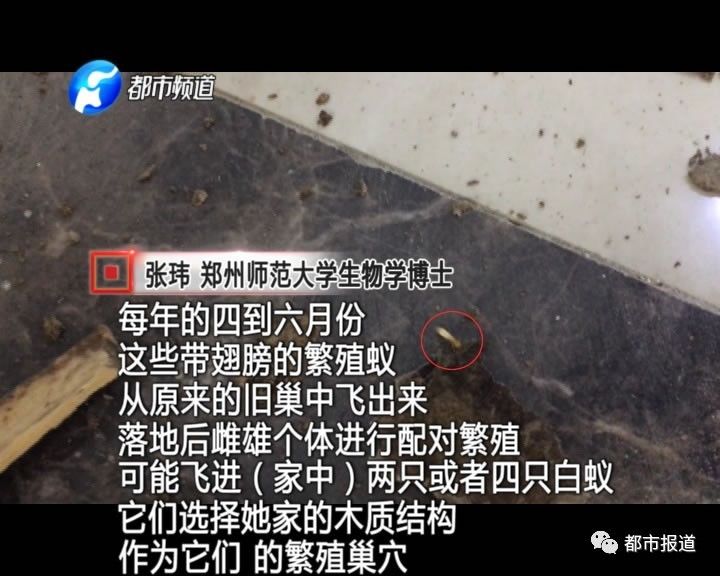 蟻族大軍入侵！十幾萬裝修的新家被“吃掉”
