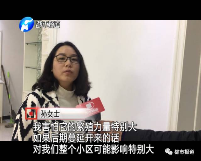 蟻族大軍入侵！十幾萬裝修的新家被“吃掉”