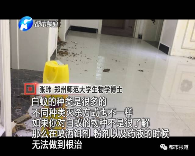 蟻族大軍入侵！十幾萬裝修的新家被“吃掉”