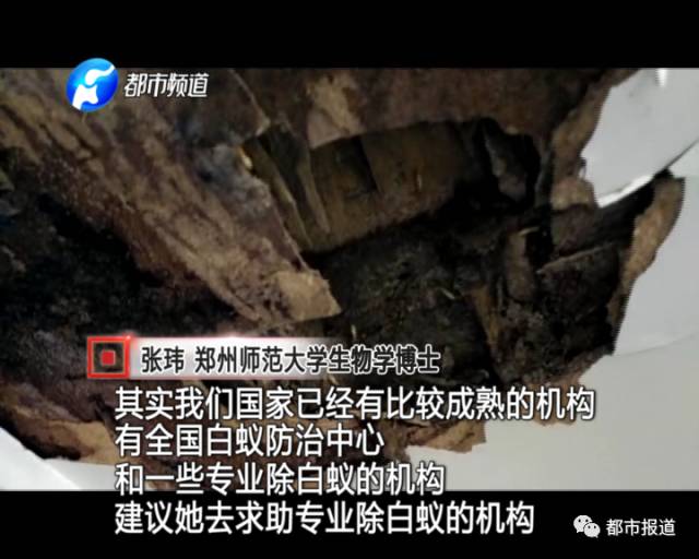 蟻族大軍入侵！十幾萬裝修的新家被“吃掉”