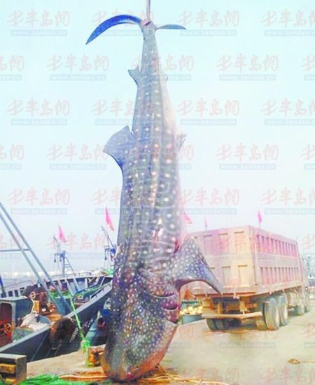 9月8日，日照漁民捕獲的重達(dá)10余噸的鯨鯊。(照片來自大眾網(wǎng))