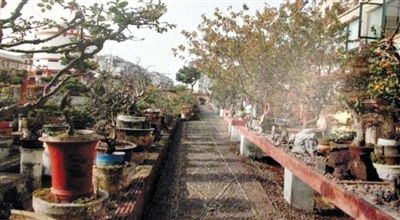 劉光嘉出示博物館內(nèi)部圖片中，擺放著各種盆景。
