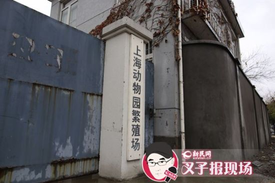 圖說：新民網(wǎng)記者趕到時(shí)，上海動(dòng)物園繁殖場(chǎng)大門緊閉。新民網(wǎng) 記者 蕭君瑋 攝