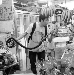 捕蛇專家張亮抓住眼鏡王蛇。信息時報記者 康健 翻拍