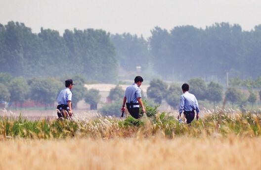 昨日上午，合肥長豐縣雙墩鎮(zhèn)，民警分成小隊在案發(fā)村莊附近麥田搜捕嫌犯。記者劉玉才/攝