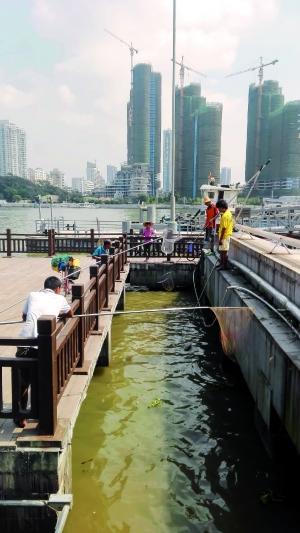 一群人正在打撈放生的龜、魚(yú)等。信息時(shí)報(bào)記者 陳文杰 攝
