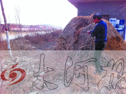 張哥、張弟就是在這兒撿到的投毒面包。