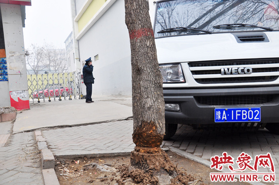 據(jù)了解，這棵樹在一家名叫“蝸牛之家”賓館專用停車場的出口處的南側(cè)，與北側(cè)的另外一棵白蠟樹有三四米的距