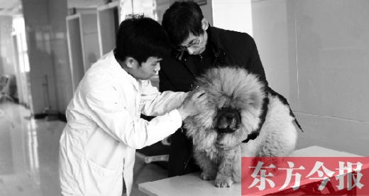 在一家大型寵物醫(yī)院里，生病的狗狗正在接受治療