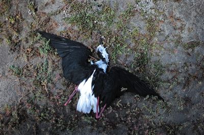 死去的鳥兒達(dá)到200多只，還有鳥兒在湖邊淤泥中掙扎著。