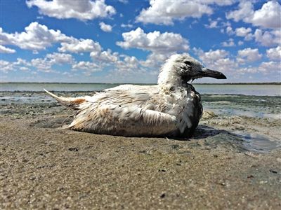 死去的鳥兒達(dá)到200多只，還有鳥兒在湖邊淤泥中掙扎著。