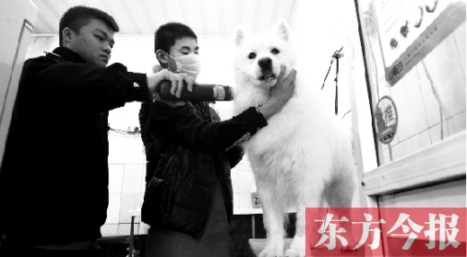 昨天，鄭州城管首次進(jìn)寵物店清查無(wú)證犬只