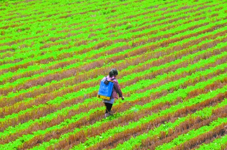 6月28日，內黃縣東莊鎮(zhèn)馬固村農民在花生地里噴施農藥。