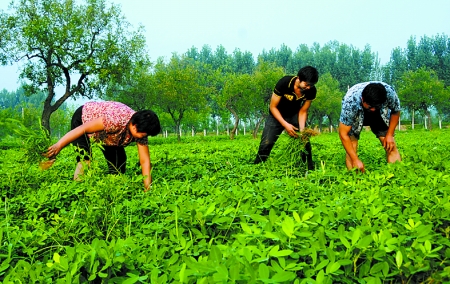 7月16日，內(nèi)黃縣后河鎮(zhèn)余莊村村民在花生地里除草。