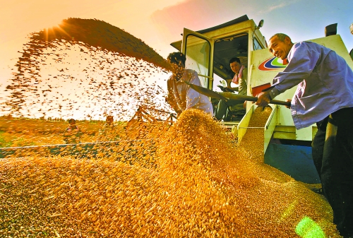 根據(jù)國家統(tǒng)計局核定結果，我省2012年糧食總產量達到1127.72億斤，成為第9個連續(xù)增產年份。