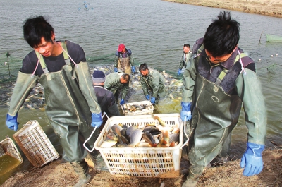 3月18日，漁民在溫縣黃河鯉魚生態(tài)養(yǎng)殖基地捕魚，近日，溫縣3000畝黃河鯉魚生態(tài)養(yǎng)殖基地的頭茬魚開始