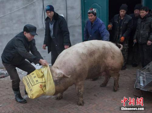 大白豬兩年長(zhǎng)到735斤 村民用鏟車(chē)?yán)i