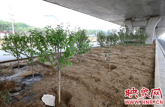 西三環(huán)淮河路立交橋下,新栽種的六七十棵枇杷樹。