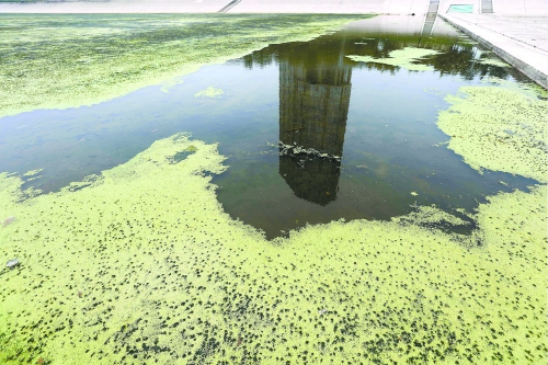 幾近干涸、臭氣熏天、長滿水草的東風渠，已不見往日容顏　 記者 侯建勛/攝
