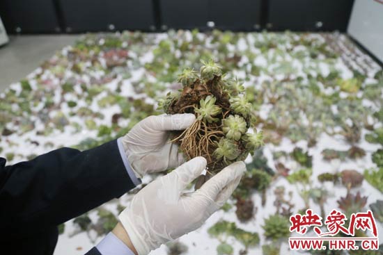 這些被截獲的多肉植物郵件面單上的品名大多申報為“禮物”、“衣服”等，屬于瞞報行為。