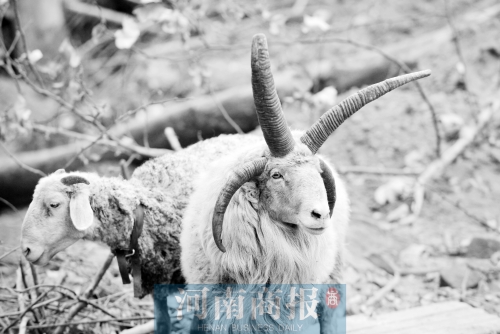 “咩……我的原主人說(shuō)，他養(yǎng)了一輩子羊，也沒(méi)見(jiàn)過(guò)我這種情況”