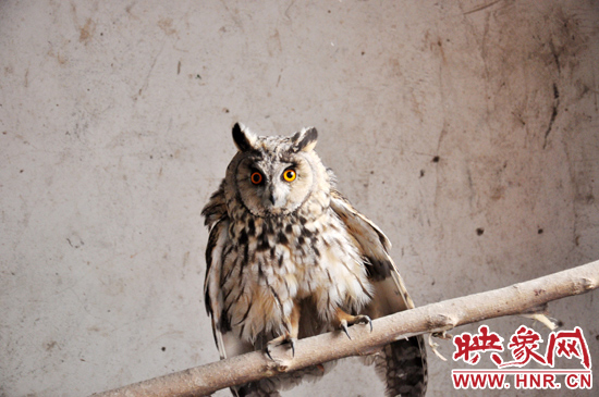 據(jù)了解，長(zhǎng)耳鸮屬于夜行動(dòng)物，是一種益鳥(niǎo)，主要捕食鼠類(lèi)。