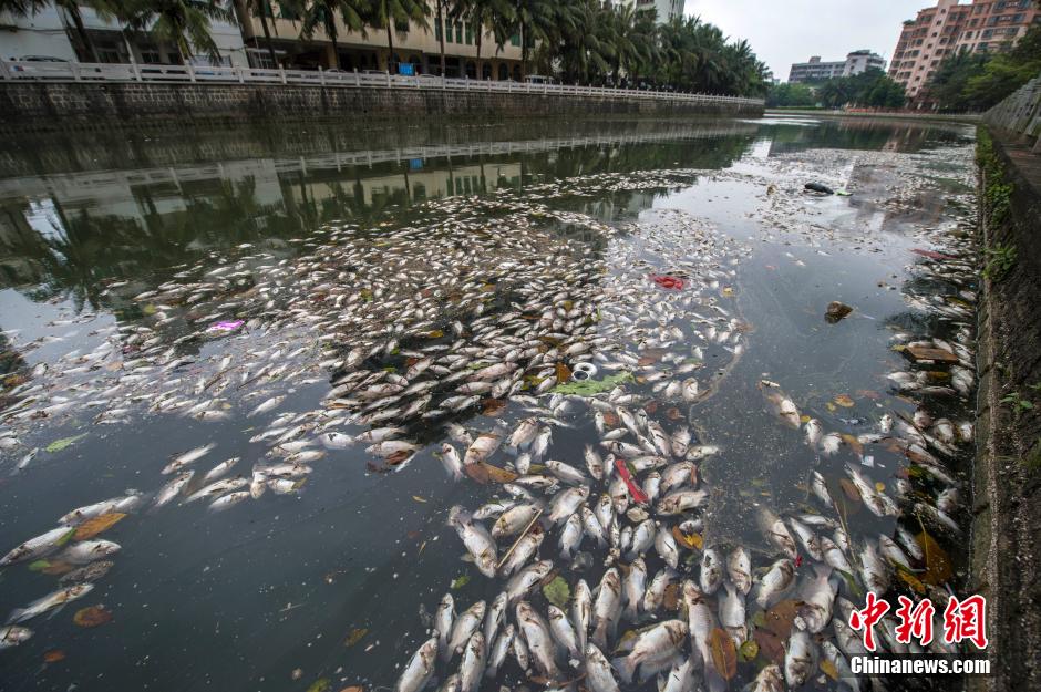 ?？诿郎岷蝇F(xiàn)大面積死魚 河面蔓延超一公里長