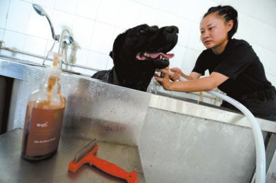 天熱時,搜油犬會天天洗澡。