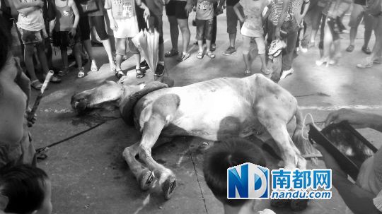 死馬拉的車。 游客圍觀死馬。游客供圖