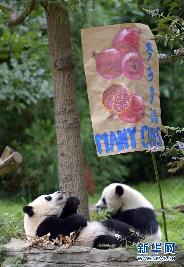 8月23日,大熊貓“寶寶”在美國華盛頓的國家動物園參加“抓周”儀式。