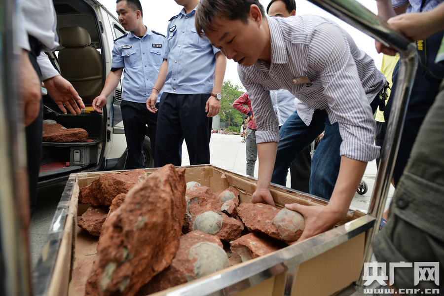 2015年4月19日，廣東河源，道路改造施工現場，挖出一大窩恐龍蛋化石。