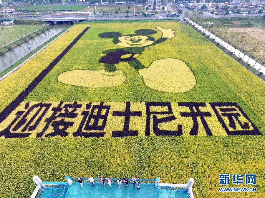10月25日，游客在觀景臺上觀賞“米老鼠”稻田畫。