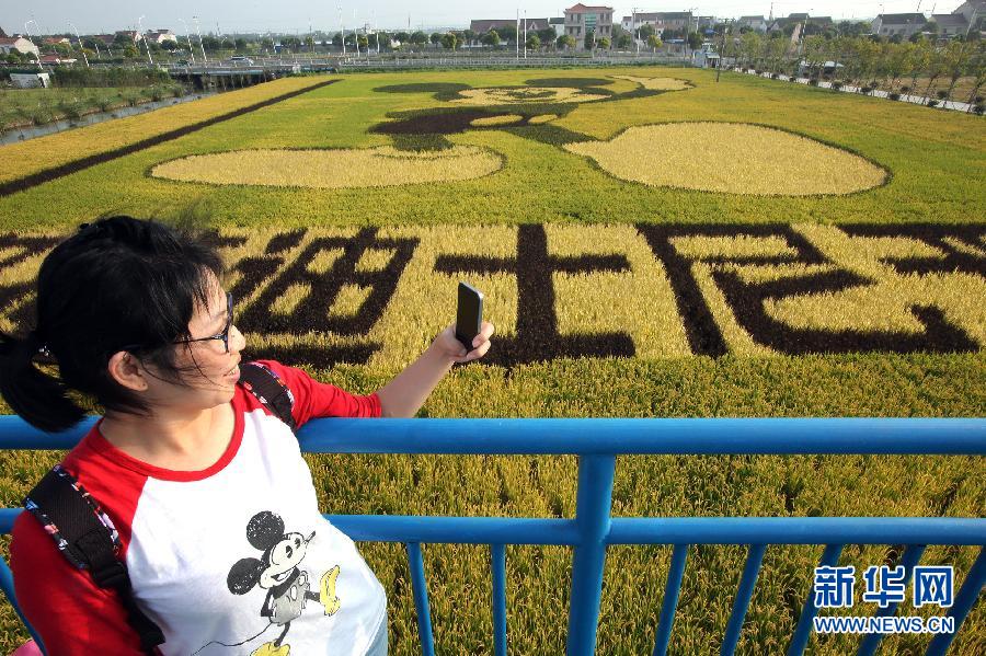 10月25日，游客在觀景臺上觀賞“米老鼠”稻田畫。