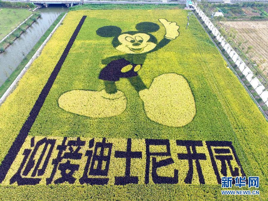 10月25日，游客在觀景臺上觀賞“米老鼠”稻田畫。