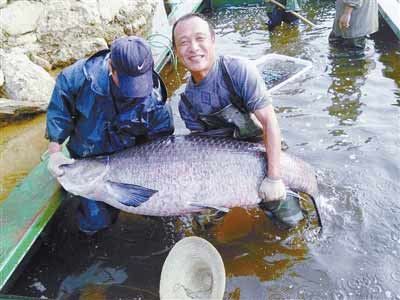 河南水庫捕到147斤重大青魚，長1.76米。
