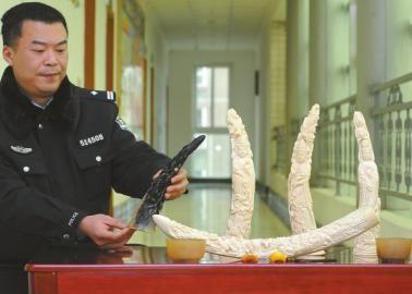 1月5日，辦案民警展示擋獲的犀牛角、盔犀鳥頭、象牙制品。