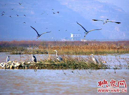 濟(jì)源小浪底景區(qū)積極籌備第五屆“觀鳥(niǎo)季”