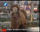 駱駝肉當(dāng)街叫賣(mài)合法？