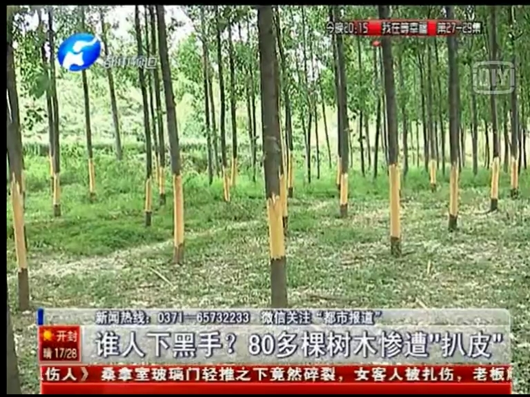 80多棵樹(shù)被“扒皮” 誰(shuí)痛下黑手？